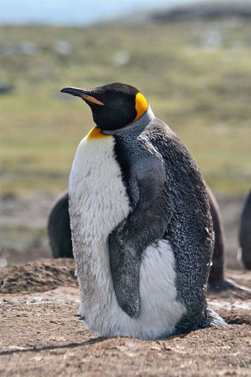 king penguin in Falkland Islands